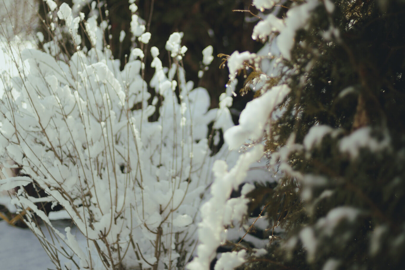Bushes freshly covered in a layer of snow.